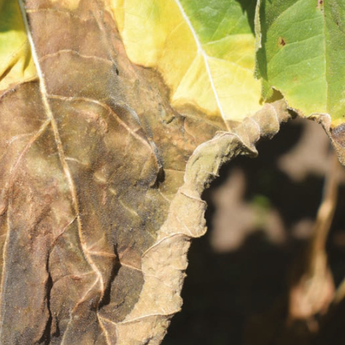 sick sunflower Phoma macdonaldii